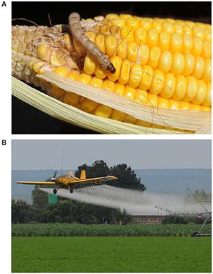 Complex Outcomes from Insect and Weed Control with Transgenic Plants: Ecological Surprises?